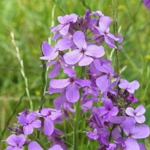Dame's Rocker Purple Flower Seeds, "COOL BEANS N SPROUTS" Brand. Home Gardening