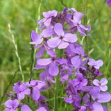 Dame's Rocker Purple Flower Seeds, 