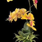 Artificial Phalaenopsis Orchid Plant, Silk Flowers BUTTERSCOTCH