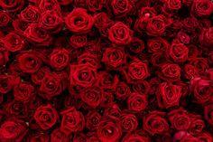 Premium Photo | Background texture of red blossom roses. red rose is meaning love and romantic Flower Delivery