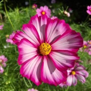 Heirloom Cosmos Candy Stripe Flower Seeds Organic Garden Wildflower Seed Picotee Container Friendly Annual Cosmos bipinnatus