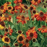 50 Sneezeweed Autumnale Seeds-HELENIUM AUTUMNALE\Dogtooth Daisy\Highly Medicinal\Autumn Sneezeweed\Helenium Sneezeweed\Magnet for Bees\FL462