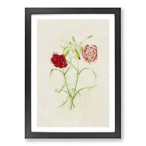 Illustration of Pink Carnation Flowers Framed Wall Art Print Picture Large