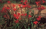Postcard Flower Tiger Lilies