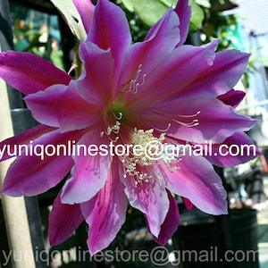 Unrooted Epiphyllum ~Giant Fuchsia~ (1) CUTTING 8" Long Orchid Cactus Succulent Cereus