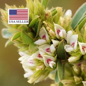 Lespedeza capitata - 50 Seeds - Lespedeza l, round-head lespedeza, rabbit foot, dusty-clover, rabbit foot plant