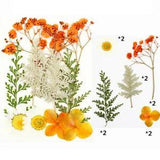 Pressed Flower Mixed Dried Flowers DIY Art Floral DIY Art Floral Gift CraftB- Ts