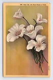 c1948 Linen Postcard UT Utah Scego Lily State Flower