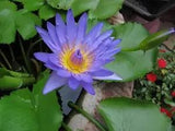 Nymphaea Nouchali 500 Seeds, Fragrant Blue Water Lily, Aquatic Star Lotus, USA