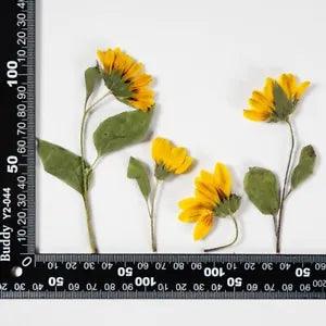 M&T 2PCS Real Pressed dry sunflower with stem, yellow flower side pressed FSS70