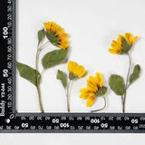 M&T 2PCS Real Pressed dry sunflower with stem, yellow flower side pressed FSS70