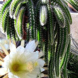Selenicereus Validus Seeds- Cactus Seeds - 10 x Cactus Seeds - Rarely Offered