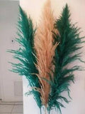 6 Dried pampas grass - 1 natural and 5 color Pampas grass stems 5' feet ( 60