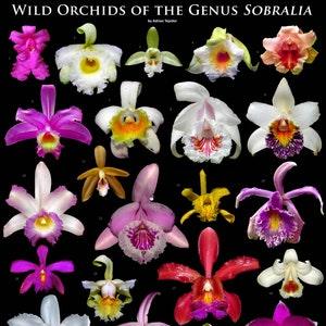 Wild Rainforest Orchids