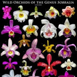 Wild Rainforest Orchids