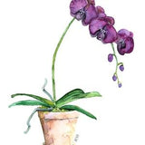 Potted Orchid Painting - Print titled, 