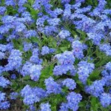 100 Pcs Chinese  Forget Me Not Flower Seeds- CYNOGLOSSUM BLUE- Cynoglossum amabile- Nomeolvides / (FL048)