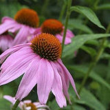 Coneflower Seeds, Purple Coneflower Flower Seeds,