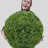 23" XL Better Than a Boxwood Topiary Ball