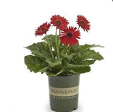 Gerbera Daisy  Majorette Red Dark Eye