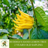 Buddha's Hand Lemon Sapling, Grafted Ready To Plant, With Tuberous Soil, 2 Years Old Lemon Tree With Abundant Fruit, For Pot and Garden