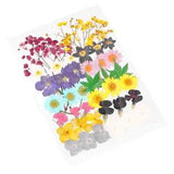42 Pcs Flower Specimen Dry for Nails Scrapbooking Dried Accessories Flowers