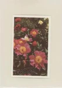1972 Trucards Flowers Peony (Paeonia) #10 z6d