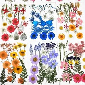 Pressed Flowers Small Dried Flowers Scrapbooking DIY Preserved Flower De&b$