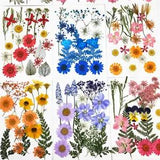 Pressed Flowers Small Dried Flowers Scrapbooking DIY Preserved Flower Decgo