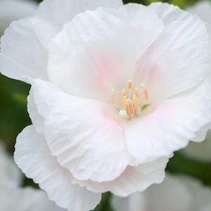 50 White Godetia grandiflora seeds