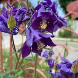Common purple columbine. Seeds for the garden. 50 seeds perennial ornamental flower seeds.