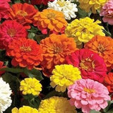 Zinnia Flower Seeds, California Giant Zinnia Flower Seeds, 