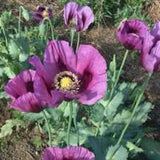 600 Purple Giant heads Poppy SEEDS Breadseed Pepperbox Papaver Somniferum Dizzy Bees Urban Garden