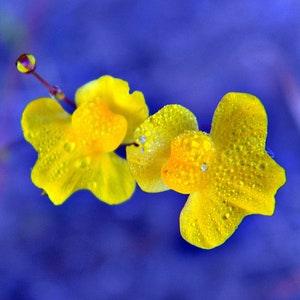 Carnivorous Plant Bladderwort REAL seeds