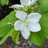 15 Bauhinia acuminata Seeds, Dwarf white bauhinia, White orchid tree ,Snowy orchid tree