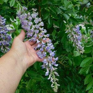 100 seeds New Harvest Purple Wisteria Seeds - Zone 3, 4 and up - Winter Hardy