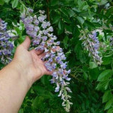 100 seeds New Harvest Purple Wisteria Seeds - Zone 3, 4 and up - Winter Hardy