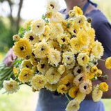 Calendula Ivory Princess SEEDS flower medicinal herb pot marigold bouquet florist cut flowers Dizzy Bees Urban garden