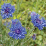 Flower Seeds | Buy flower seeds Flower Delivery