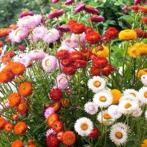 Strawflower Everlasting Flower Dwarf Tom Thumb 0.5g - 200 Seeds - Xerochrysum Bracteatum NON GMO