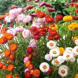 Strawflower Everlasting Flower Dwarf Tom Thumb 0.5g - 200 Seeds - Xerochrysum Bracteatum NON GMO