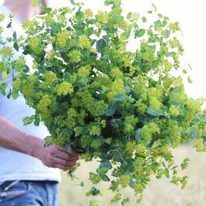 50 seeds Bupleurum ??Green Gold?? Rotundifolium Griffithii