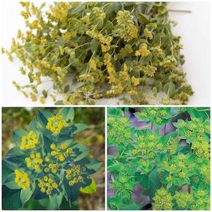 HARES EAR Flower Seeds - Bupleurum rotundifolium Griffithii l DIY Fresh Cut Flower Arrangements l Cut Flower Garden l Non Gmo Flower Seeds