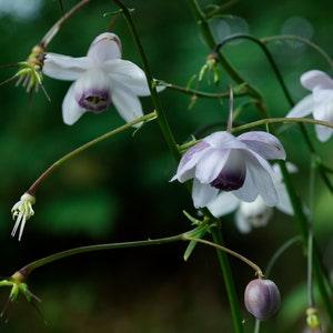FALSE ANEMONE Anemonopsis Macrophylla Hardy Perennial Large Pink 3 Seeds