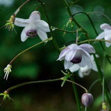 FALSE ANEMONE Anemonopsis Macrophylla Hardy Perennial Large Pink 3 Seeds