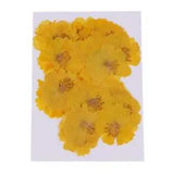 20 Pieces Natural  Real Flowers Dried Flower for DIY Craft Yellow