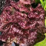 50+ Organic Darkness Looseleaf Lettuce Seeds- Non GMO- Lactuca Sativa--A120