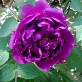 10 PURPLE TREE PEONY SEEDS - (Paeonia suffruticosa)