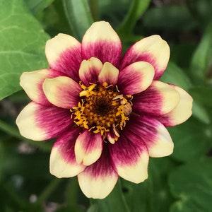 Mexican Zinnia Seeds - Zinnia haageana