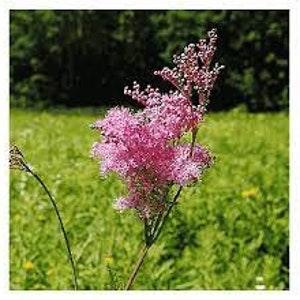 Queen of the Prairie Seeds 20 count